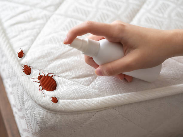 Best Residential Pest Control  in Sto Brook University, NY
