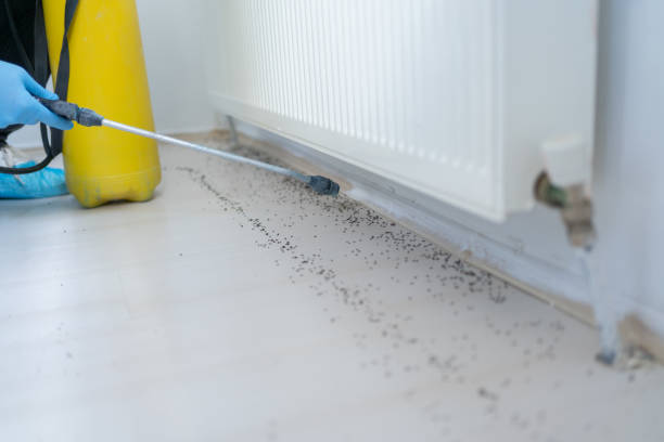 Best Termite Control Services  in Sto Brook University, NY